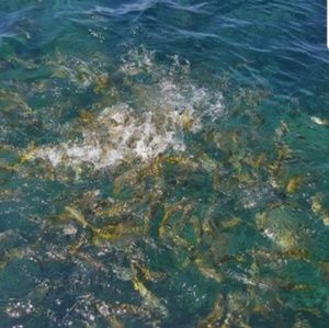 Meet your Posher, Andre